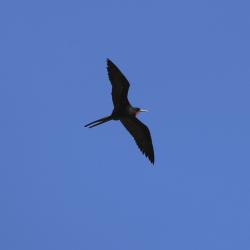 Frigatebird - the red neck marking that it is a male.
